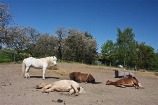 Dania prognoza pogody