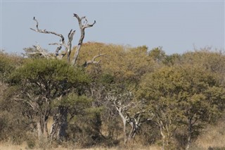 Djibouti weather forecast