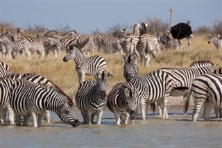 Djibouti pronóstico del tiempo