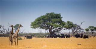 Djibouti weather forecast