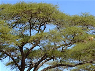 Djibouti weather forecast