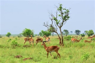 Djibouti weather forecast