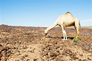 Djibouti weersvoorspelling