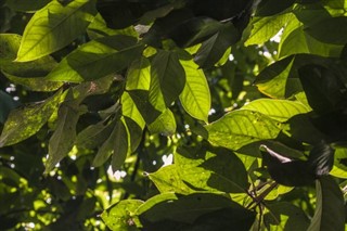 Dominica weather forecast