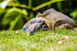 Dominica pronóstico del tiempo