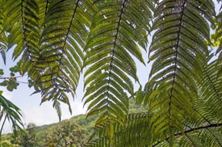 Dominica weather forecast