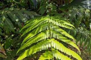 Dominica weather forecast