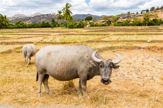 East Timor weather forecast