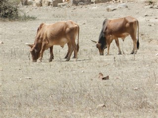 Eritrea weather forecast