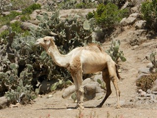 Eritrea weather forecast