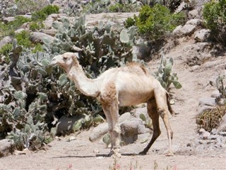 Eritrea weather forecast