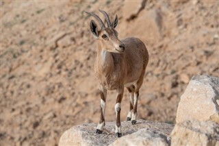 Eritrea weather forecast