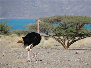 Eritrea pronóstico del tiempo