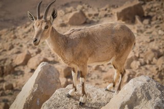 Eritrea weather forecast