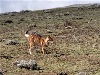 Ethiopia weather forecast