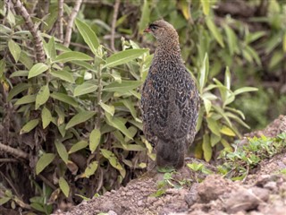 Etiopia prognoza pogody