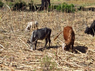 Ethiopia weather forecast