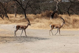 Etiopia prognoza pogody