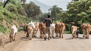 Ethiopia weather forecast