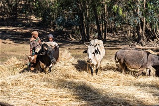 Ethiopia weather forecast