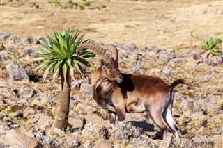 Ethiopia weather forecast