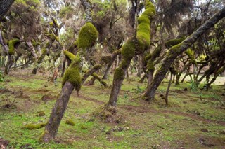 Ethiopia weather forecast