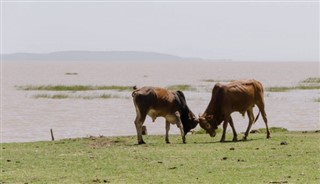 Ethiopia weather forecast