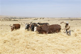 Ethiopia weather forecast