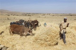 Ethiopia weather forecast