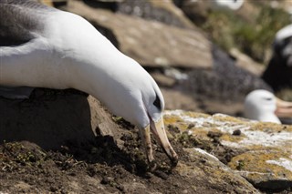 Falklandinsaaret sääennuste