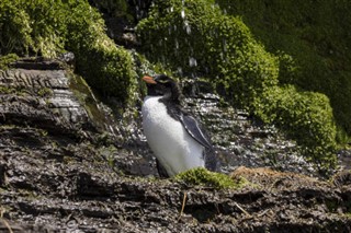 Falkland Islands weather forecast