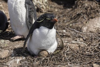 Falkland Islands weather forecast