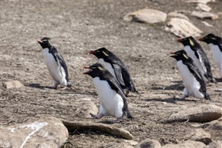 Falklandy prognoza pogody