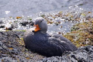 Falkland Islands weather forecast