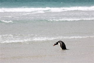 Falkland Islands weather forecast