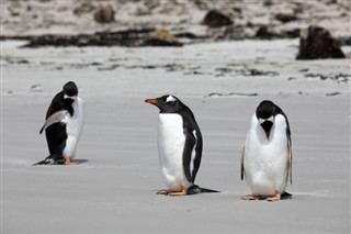 Falkland Islands weather forecast