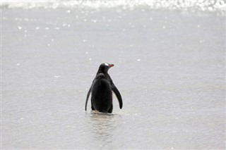 Falkland Eilanden weersvoorspelling