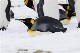 Falkland Islands weather forecast