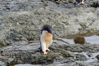 Falkland Islands weather forecast