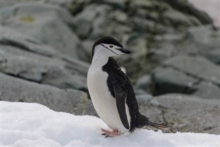 Falkland Islands weather forecast