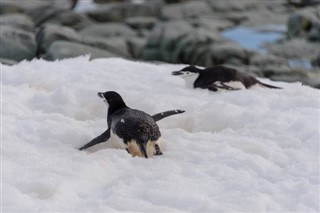 Falkland Islands weather forecast