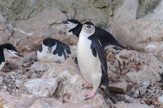 Falkland Islands weather forecast