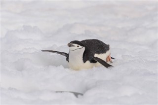 Falkland Islands weather forecast