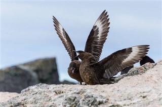 Falkland Islands weather forecast