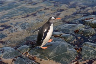 Falklandy prognoza pogody