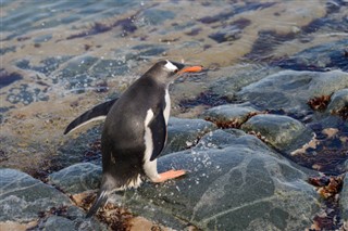 Falklandinsaaret sääennuste