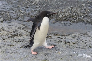 Falkland Islands weather forecast