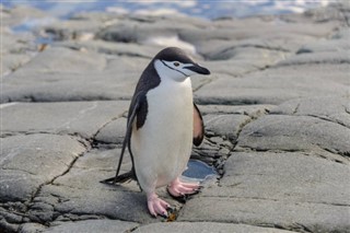 Falkland Islands weather forecast