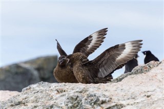 Falkland Islands weather forecast