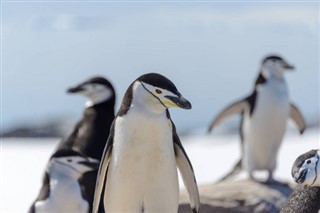 Islas Malvinas pronóstico del tiempo